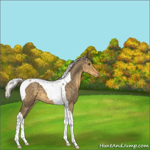 Horse Color:Silver Smoky Grullo Tobiano Appaloosa 