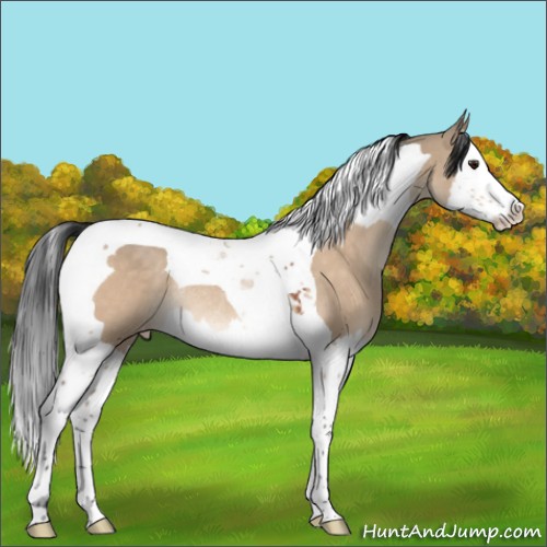 Horse Color:Bay Dun Splash Tobiano Appaloosa Rabicano 