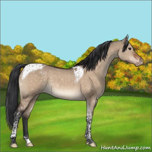 Horse Color:Brown Dun Tobiano Appaloosa 