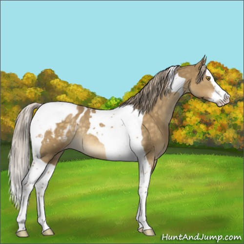 Horse Color:Chocolate Palomino Dun Splash Tobiano Appaloosa Rabicano 
