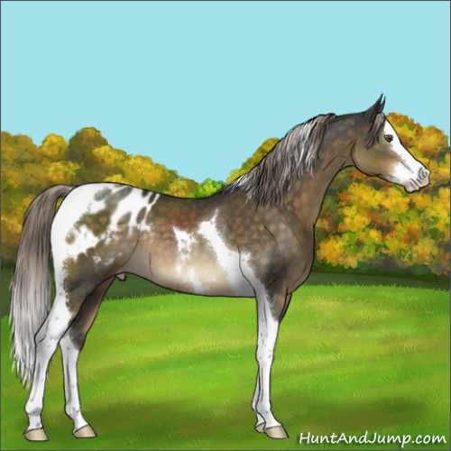 Horse Color:Chocolate Palomino Splash Tobiano Appaloosa Rabicano 