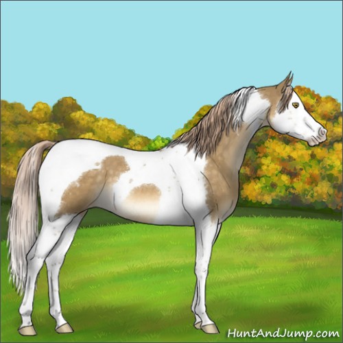 Horse Color:Chocolate Palomino Dun Splash Tobiano Appaloosa 