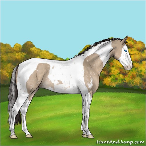 Horse Color:Liver Red Dun Sabino Splash Tobiano Appaloosa Rabicano 