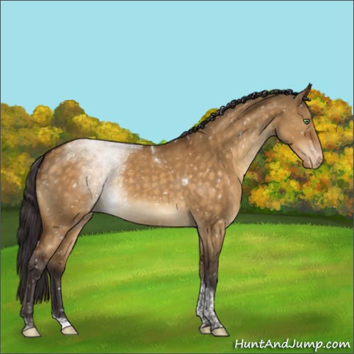 Horse Color:Buckskin Dun Tobiano Appaloosa 