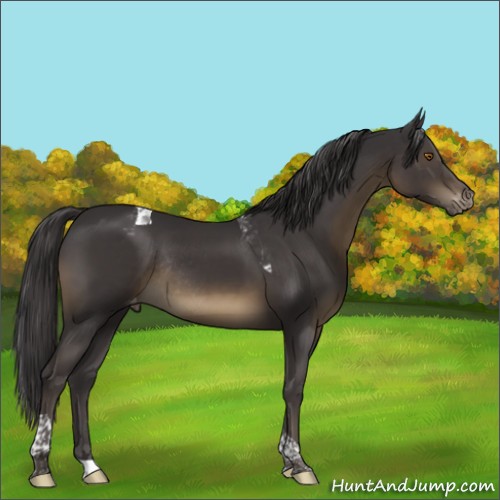 Horse Color:Smoky Black Tobiano Appaloosa Rabicano 