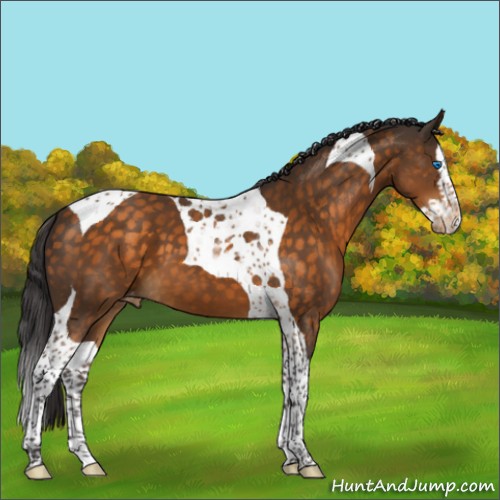 Horse Color:Buckskin Splash Tobiano Appaloosa 