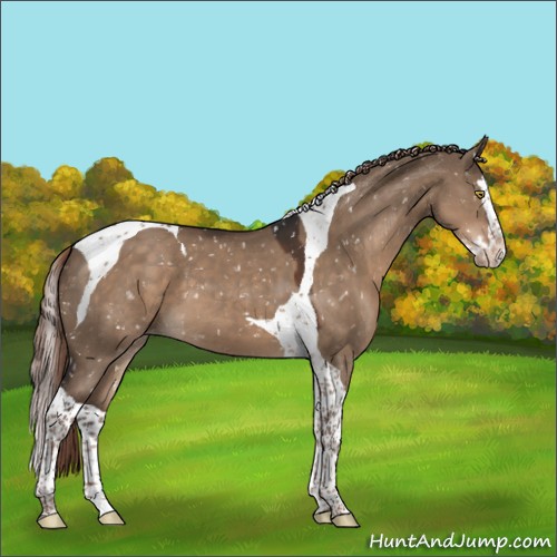 Horse Color:Liver Red Dun Splash Tobiano Appaloosa 