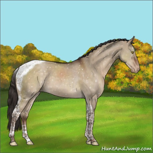 Horse Color:Liver Red Dun Tobiano Appaloosa Rabicano 