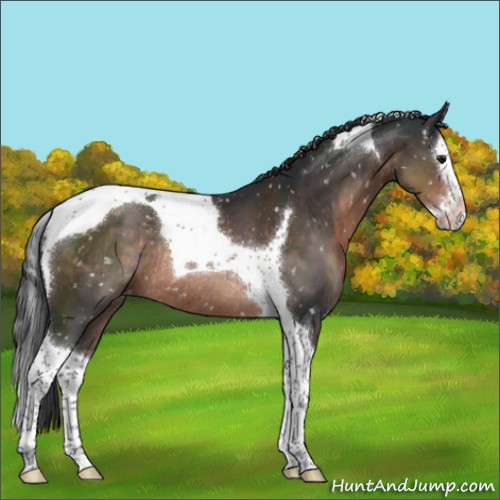 Horse Color:Brown Splash Tobiano Appaloosa Rabicano 