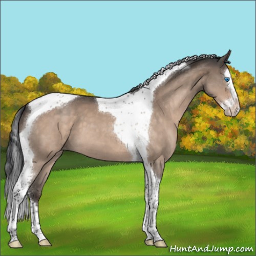 Horse Color:Brown Roan Dun Splash Tobiano Appaloosa 