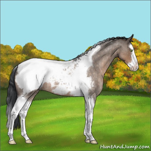 Horse Color:Brown Roan Dun Splash Tobiano Appaloosa 