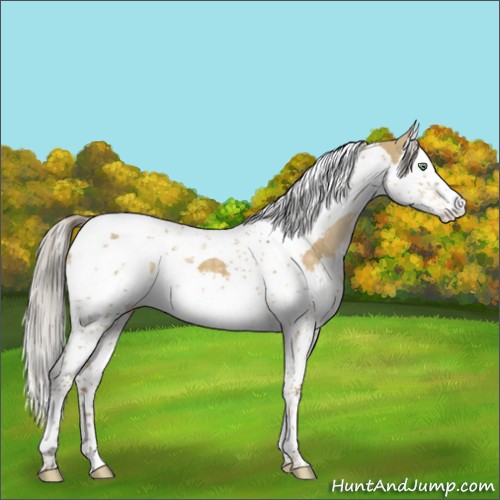 Horse Color:Chocolate Palomino Dun Splash Tobiano Appaloosa 