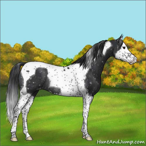 Horse Color:Black Splash Tobiano Appaloosa Rabicano 