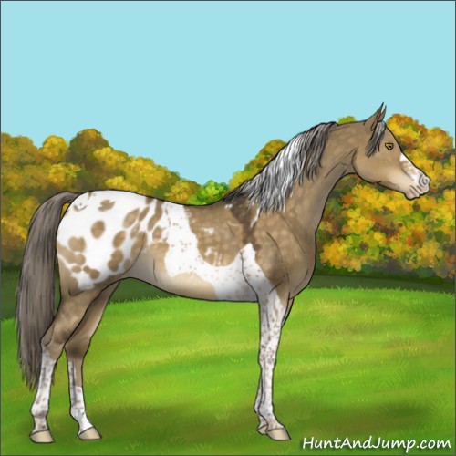 Horse Color:Chocolate Palomino Dun Tobiano Appaloosa 
