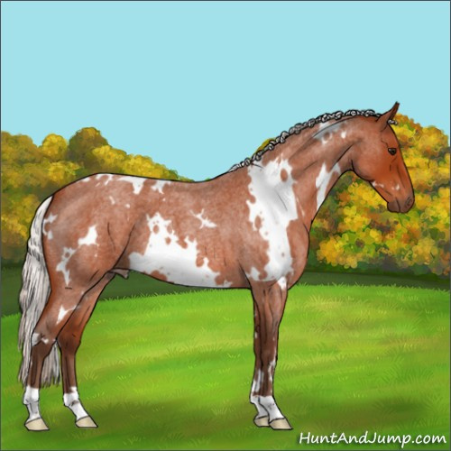 Horse Color:White Spotted Silver Bay Roan 