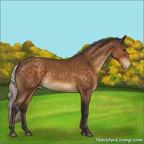 Horse Color:Silver Buckskin Roan Appaloosa Rabicano 