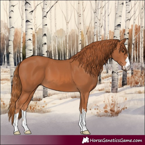 Horse Color:Chestnut 