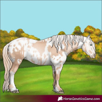Horse Color:Gold Champagne Pearl Rabicano  and Gold Champagne Pearl Appaloosa Rabicano 