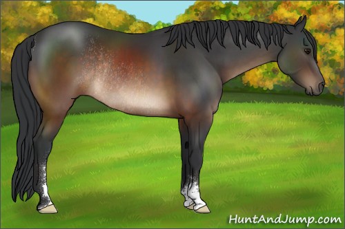Horse Color:Brown Sabino Rabicano 
