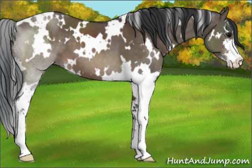 Horse Color:White Spotted Brown Dun Sabino 