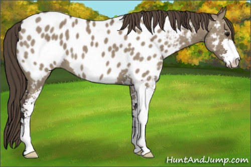 Horse Color:Smoky Grullo Sabino Appaloosa 