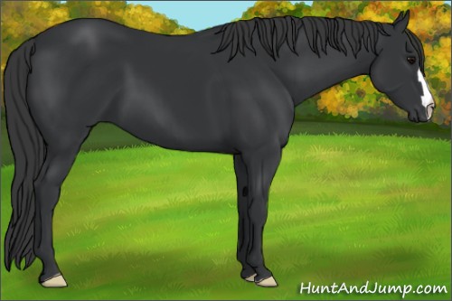 Horse Color:Black 