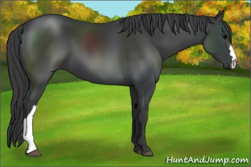 Horse Color:Black 