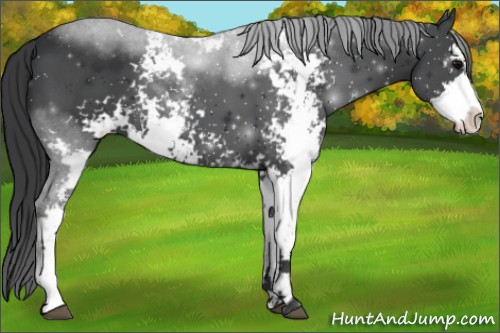 Horse Color:Black Sabino 