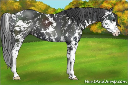 Horse Color:Black Sabino 