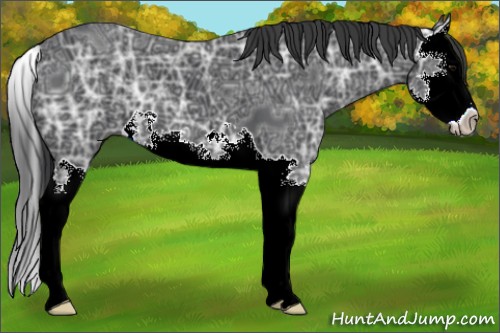 Horse Color:Black Ice Splash 