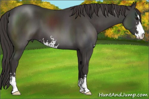 Horse Color:Smoky Black Sabino 