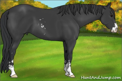 Horse Color:Black Sabino 