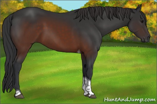 Horse Color:Brown Sabino Tobiano 