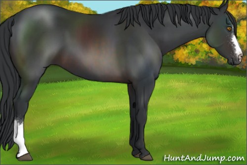 Horse Color:Brown 