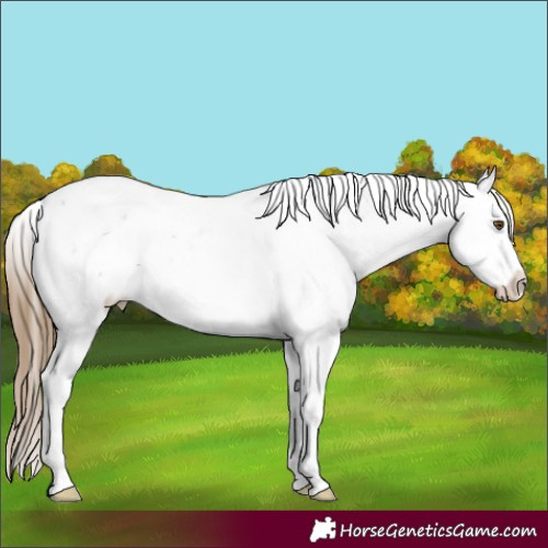 Horse Color:Buckskin Sabino Appaloosa 