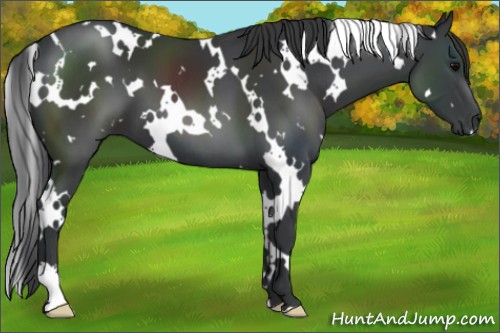Horse Color:White Spotted Black 