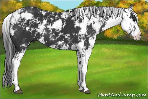 Horse Color:Black Sabino 