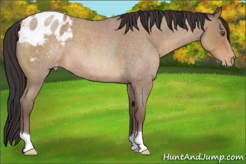 Horse Color:Sable Champagne Roan Appaloosa 