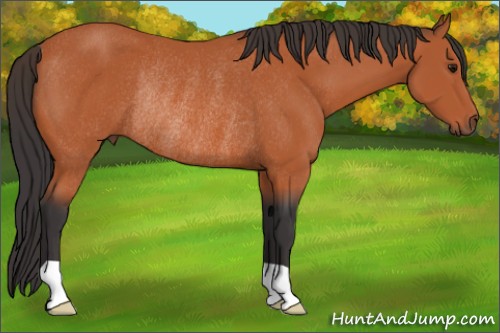 Horse Color:Bay Rabicano 