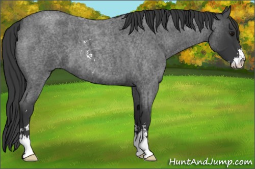 Horse Color:Blue Roan Sabino 