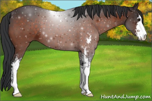 Horse Color:Brown Sabino 