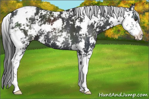 Horse Color:Black Sabino 