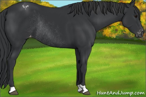 Horse Color:Black Appaloosa Rabicano 