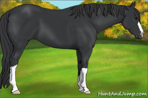 Horse Color:Black 