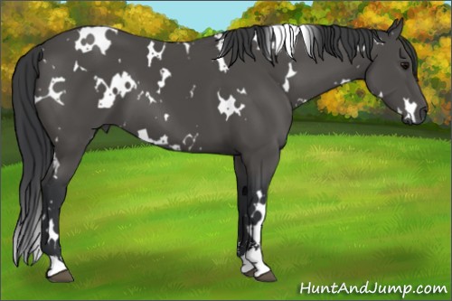 Horse Color:White Spotted Black Sabino 