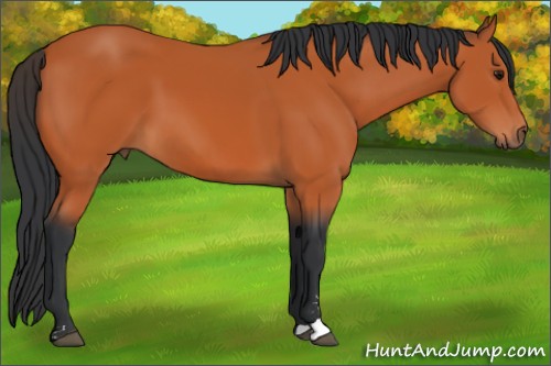 Horse Color:Bay Sabino 