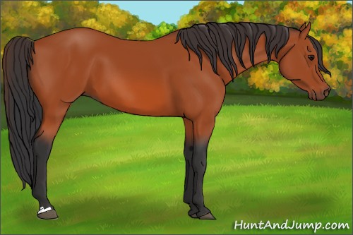 Horse Color:Bay 
