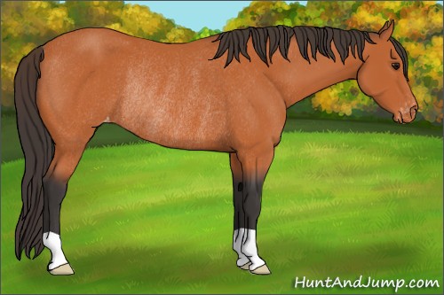 Horse Color:Bay Appaloosa Rabicano 