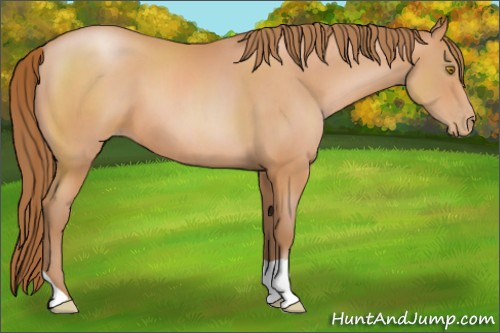 Horse Color:Bay Pearl 