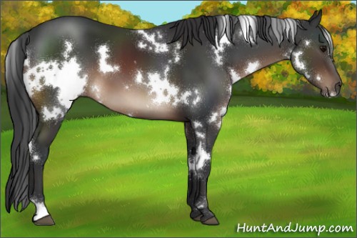Horse Color:White Spotted Brown 
